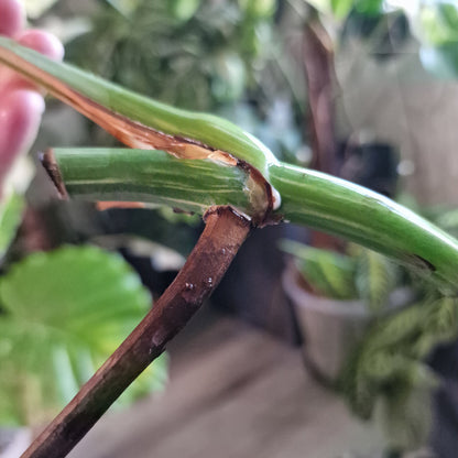 Monstera Albo Highly Variegated Middle Cutting