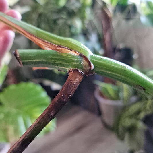 Monstera Albo Highly Variegated Middle Cutting