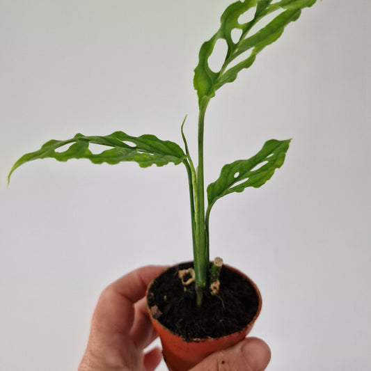 Monstera Peru Houseplant 6cm pot