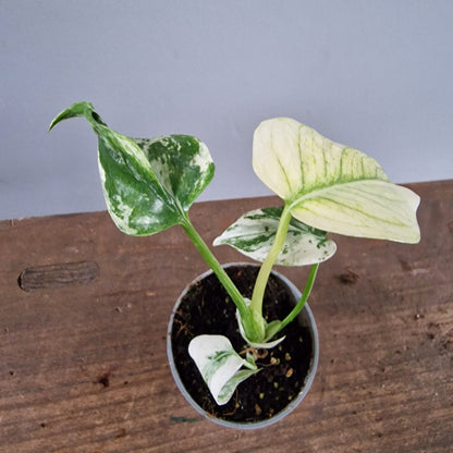 Monstera Mint Rare Houseplant 6cm pot (3)
