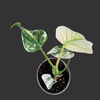 Monstera Mint Rare Houseplant 6cm pot (3)