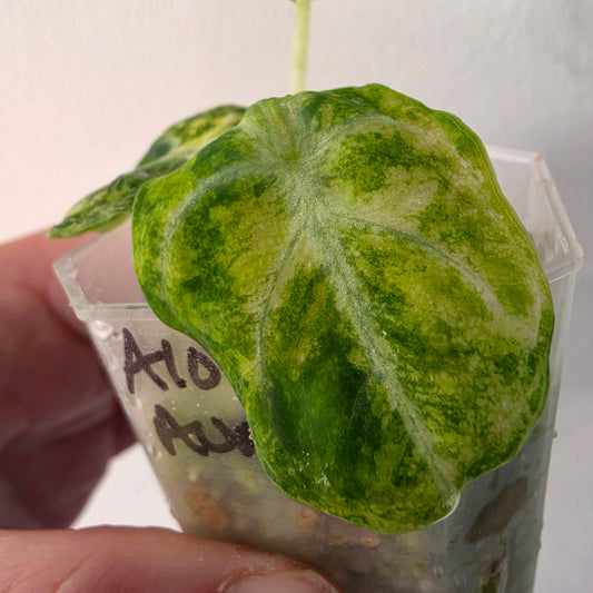 Alocasia Ninja Aurea Variegated – Exact Plant #4