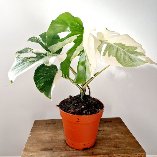 Monstera Albo Super White Houseplant 15cm pot (2)