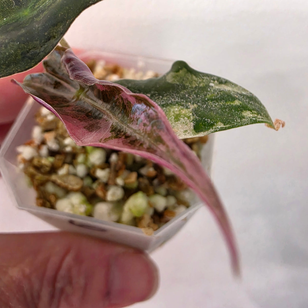 Alocasia Pink Nobilis Variegated – Fully Acclimatised | Exact Plant #6