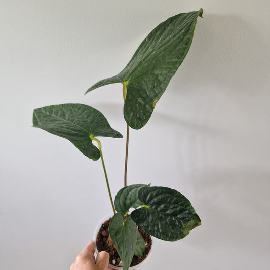 Ecuagenera Rehab Anthurium Espiritu de Montana x Anth Happy Bunny