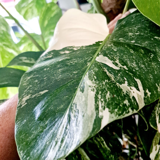 Monstera Albo Top 2 Leaf Cutting