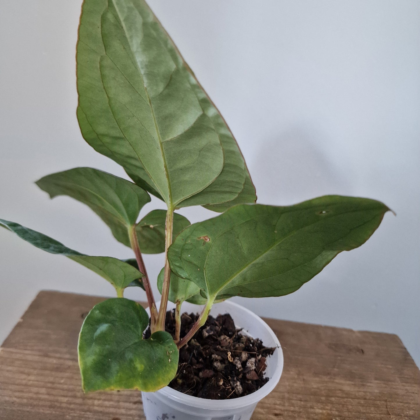 Ecuagenera Rehab Anthurium Dressleri (A1)