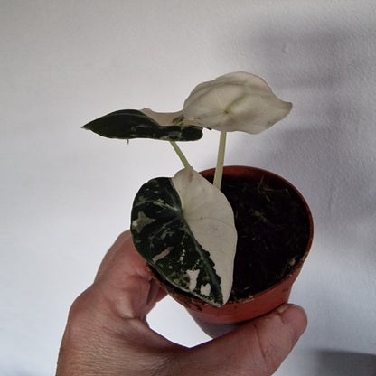 Alocasia Black Velvet Variegata – 7cm Pot (#2)