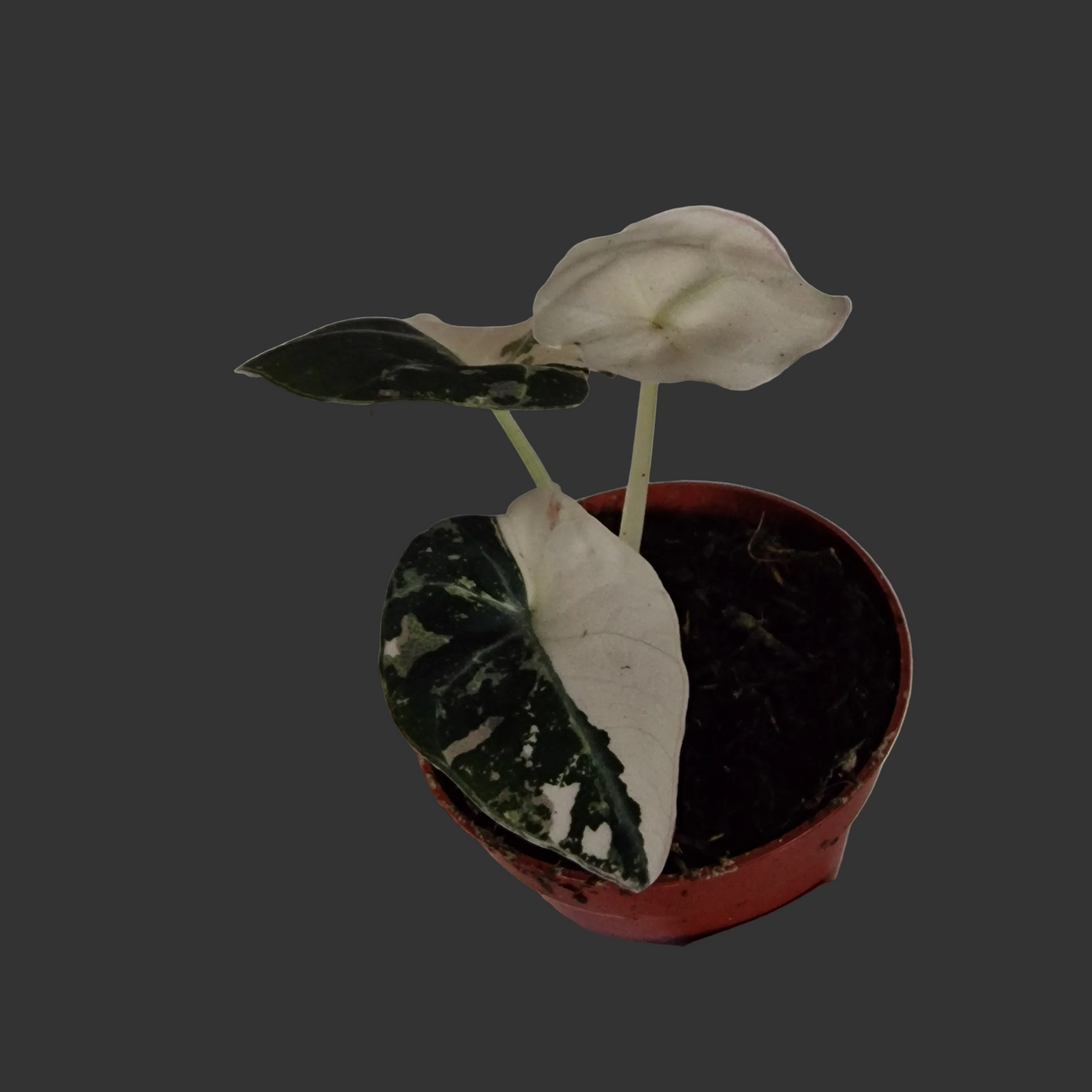 Alocasia Black Velvet Variegata – 7cm Pot (#2)
