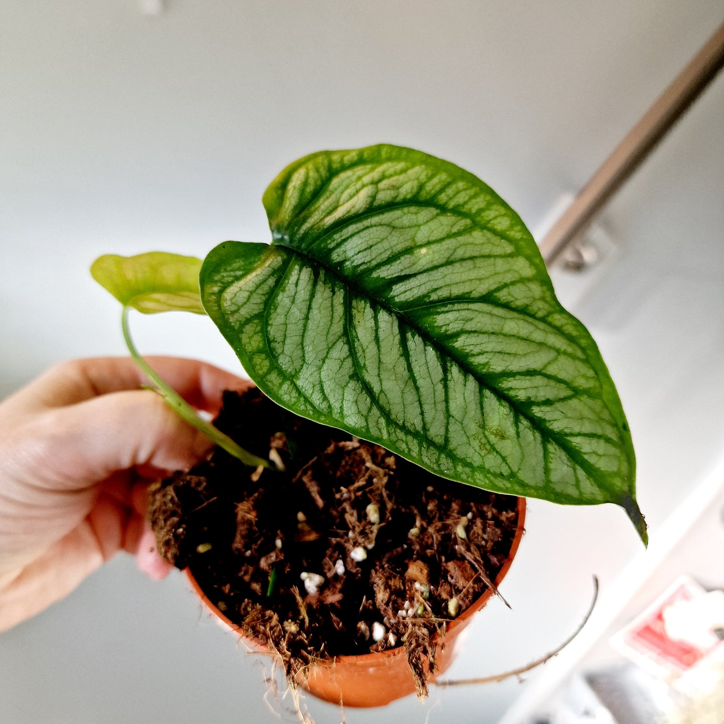 Monstera Siltepecana El Salvador Houseplant 10.5cm pot