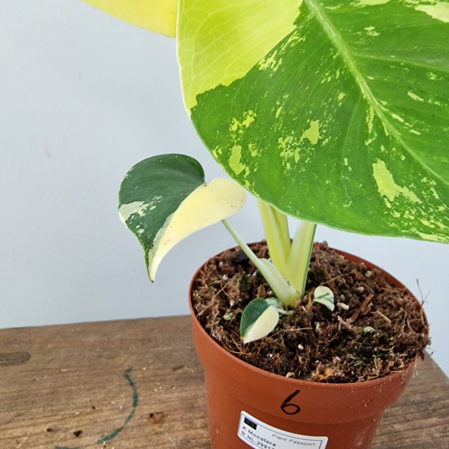 Monstera Deliciosa Aurea – 12cm Pot (#6)