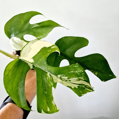 Rhaphidophora Tetrasperma Houseplant 10.5cm pot (4)