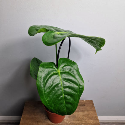 Anthurium Veitchii – 12cm Pot