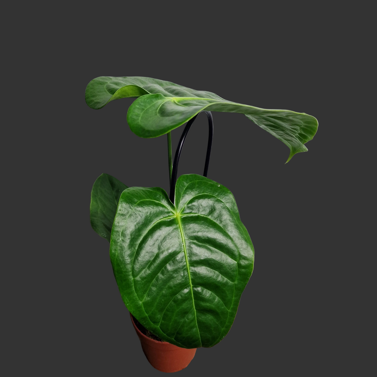 Anthurium Veitchii – 12cm Pot