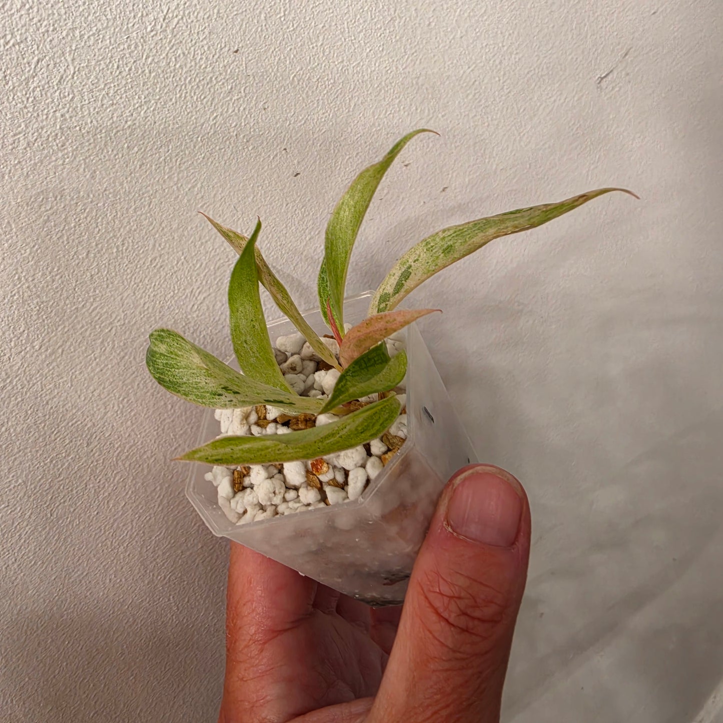 Philodendron Strawberry Caramel Marble (1) – Exact Plant - See description
