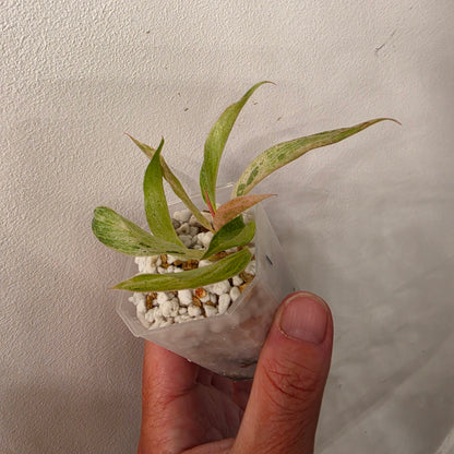 Philodendron Strawberry Caramel Marble (1) – Exact Plant - See description