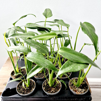 Monstera Burle Marx Flame Houseplant 6cm pot