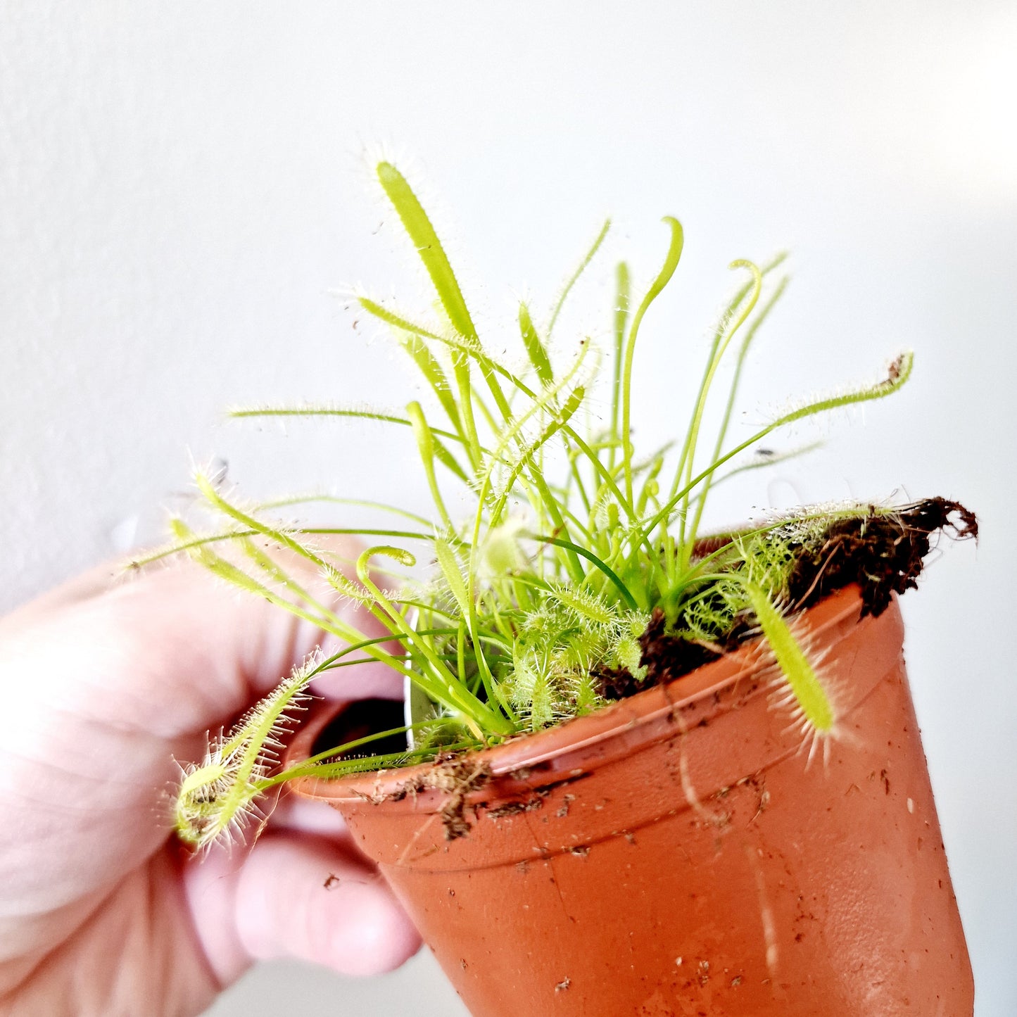 Drosera Carnivorous Fly Catching Houseplant 8.5cm pot