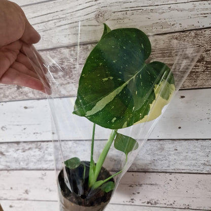 Monstera Thai Constellation Rare Houseplant 11cm pot