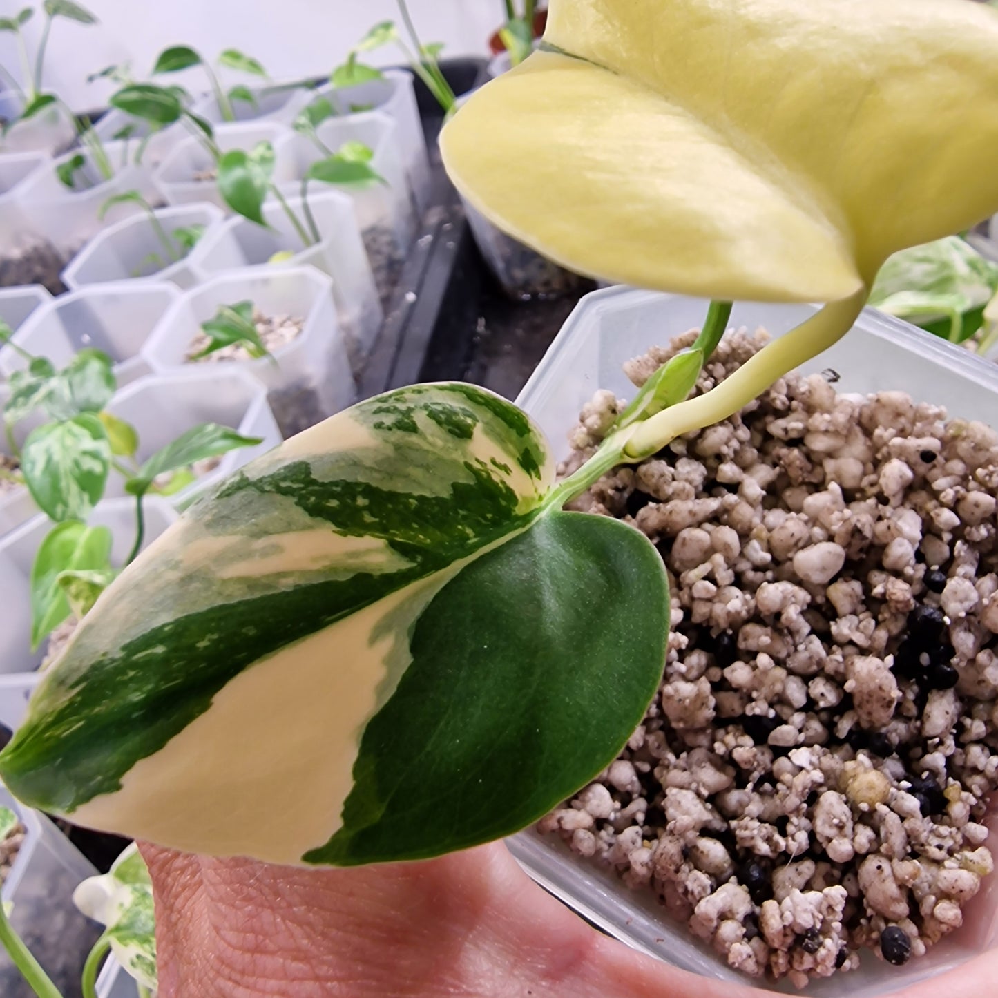 Monstera Electrolight Variegated – Exact Plant (#5)