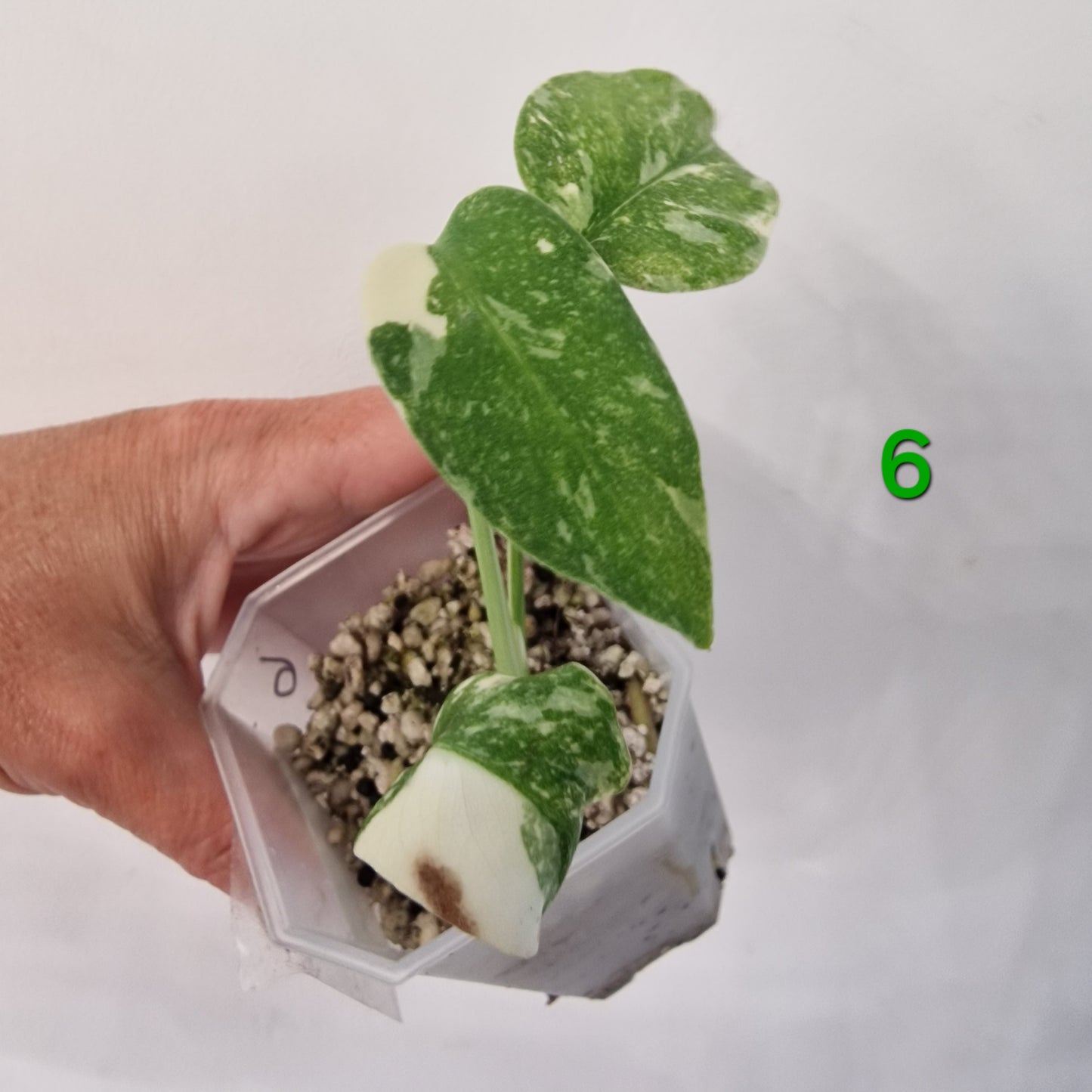 Monstera Legacy – Choose Your Plant