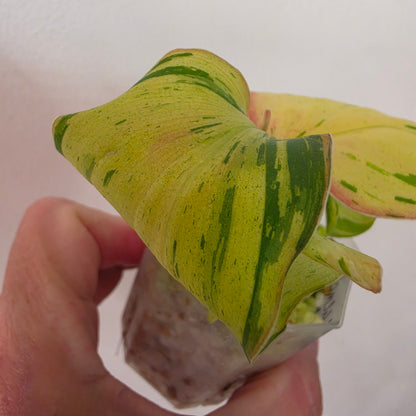 Kaempferia Pulchra Variegata – Established | Exact Plant #4