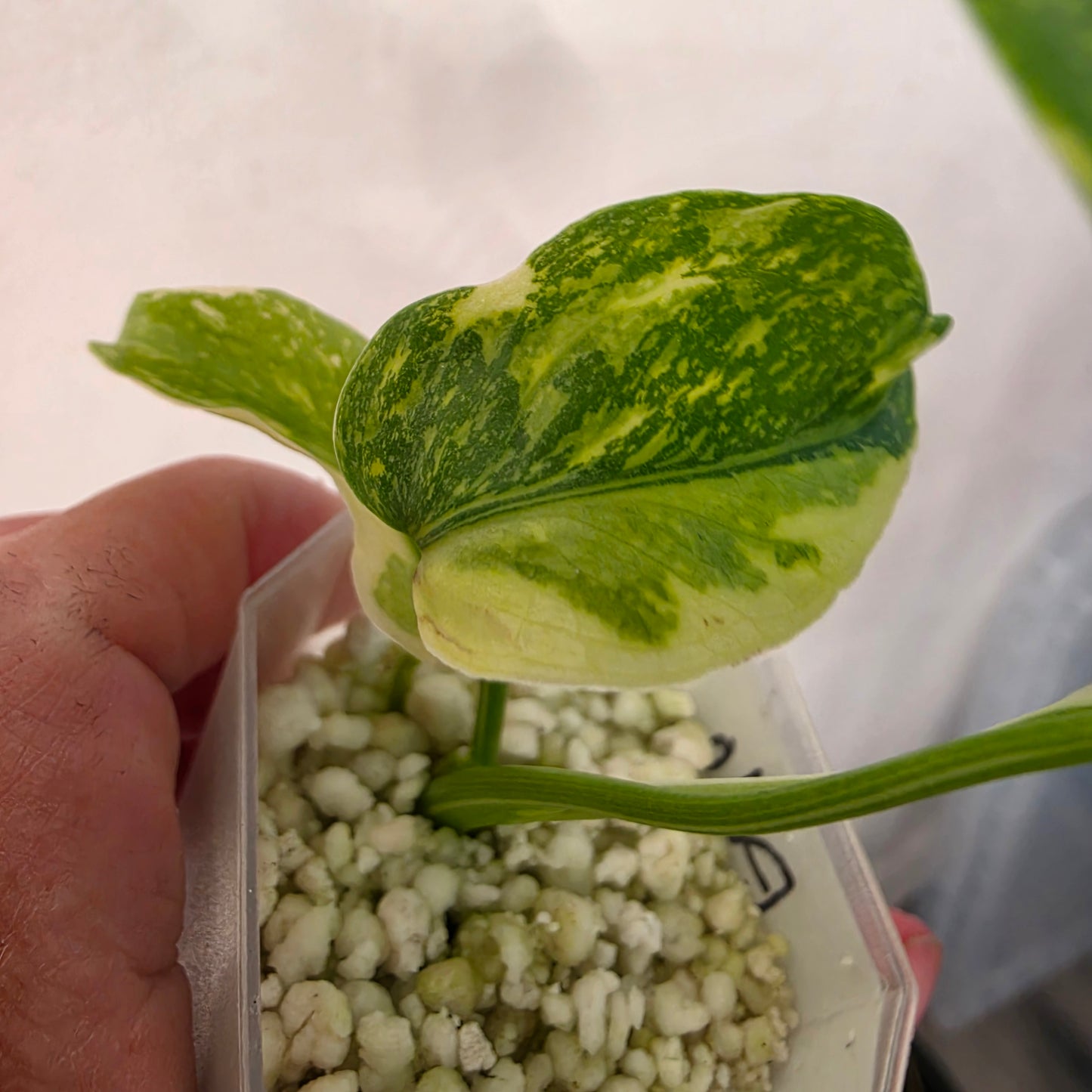 Monstera Electrolight – Exact Plant No. 1  - See Description