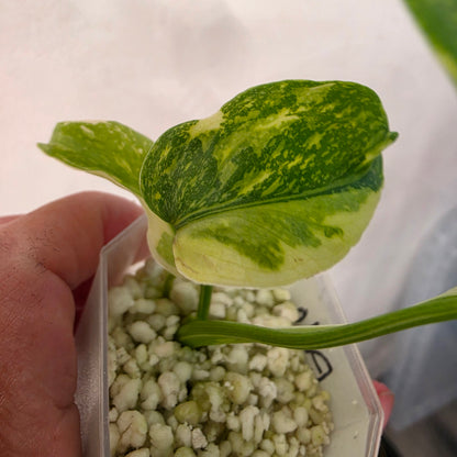 Monstera Electrolight – Exact Plant No. 1  - See Description