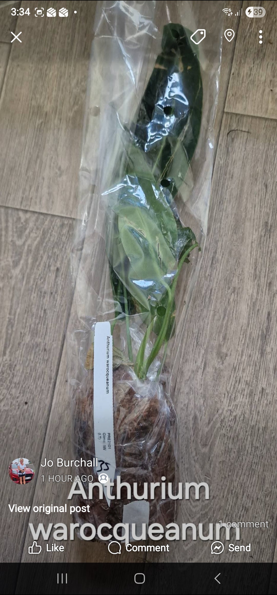 Sunday Sale - Luke Anthurium Warocqueanum