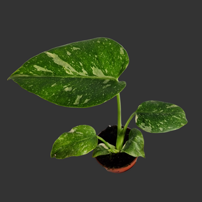 Monstera Thai Constellation – 6cm Pot (#5)