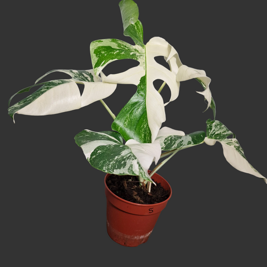Monstera Albo ‘Super White’ – 15cm Pot (#5)