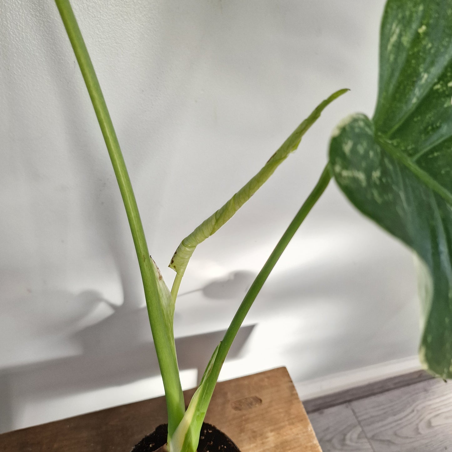 Monstera Deliciosa Mint Variegata – 12cm Pot (#3)