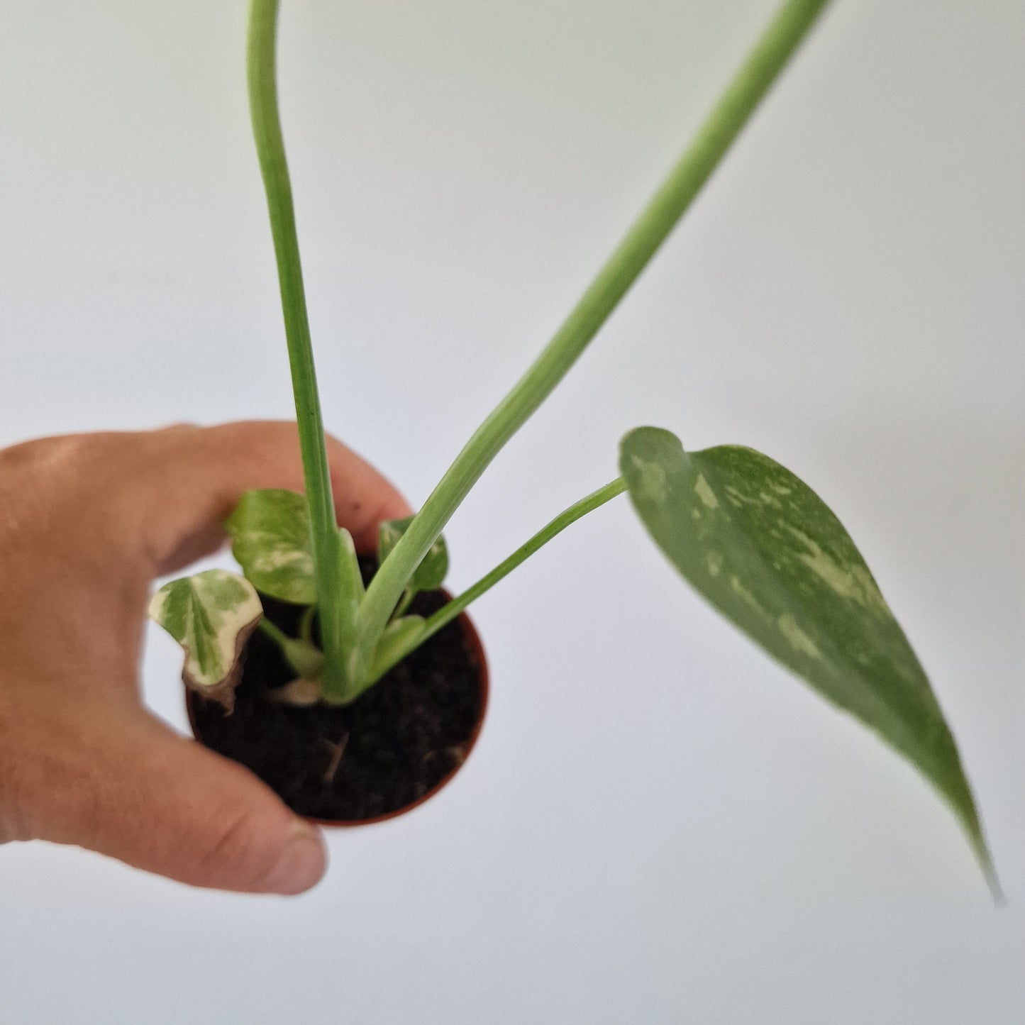 Monstera Thai Constellation Half Moon variegation Rare Houseplant 6cm pot (d)