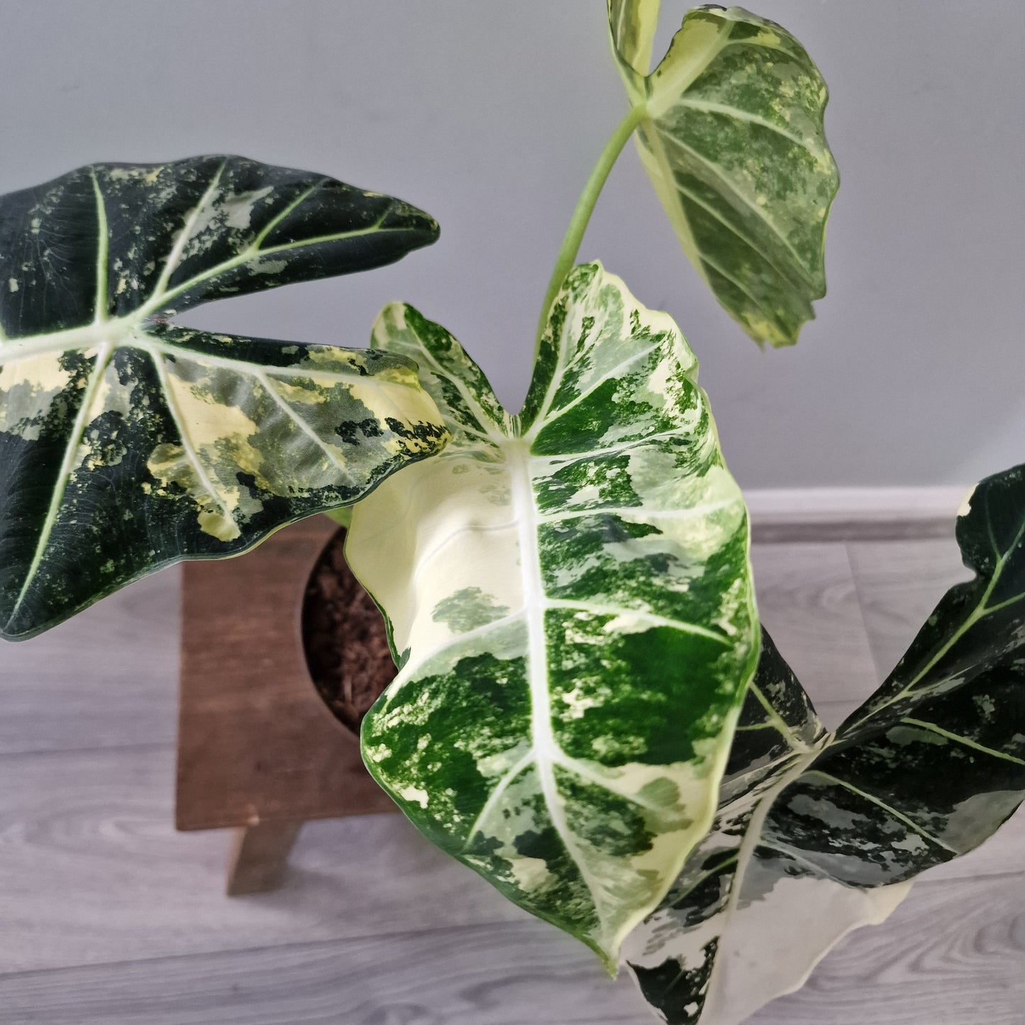 Alocasia Variegated Frydek (#3) – 17cm Pot (50cm Tall)