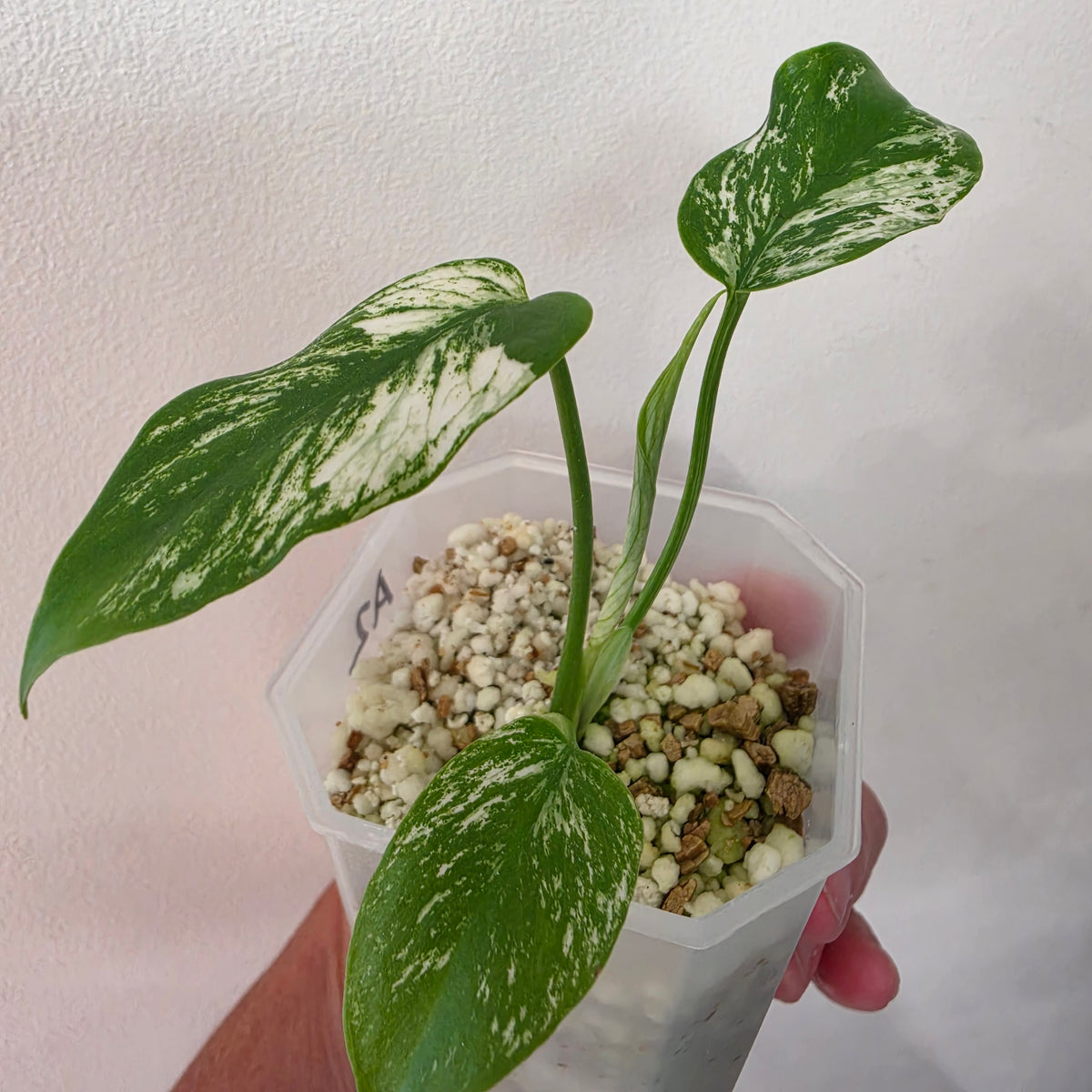 Monstera Devil Monster – Highly Variegated – Exact Plant A2 – See Description