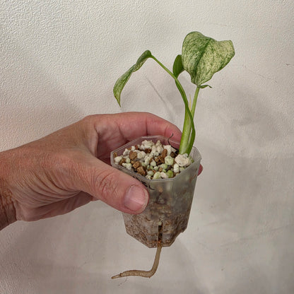 Monstera White Monster Variegated – Exact Plant #6