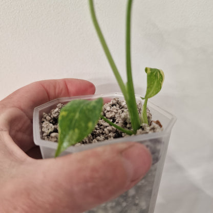Monstera Electrolight Variegated – Exact Plant (#4)