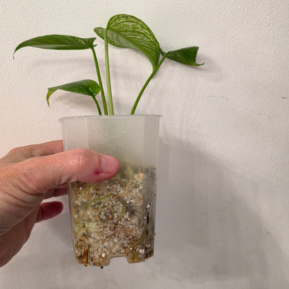 Monstera Devil Variegated – Exact Plant- AB3