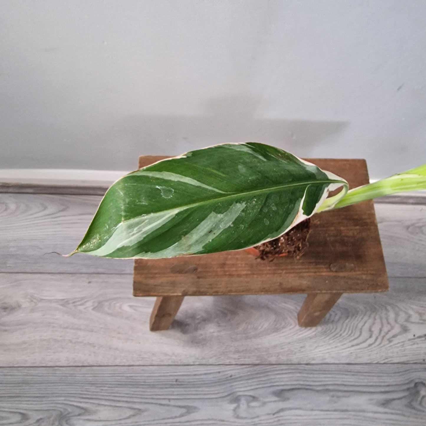 Musa ‘Florida’ – 10.5cm Pot (#1)