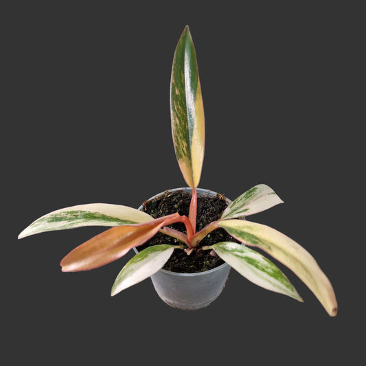 Philodendron Caramel Marble Rare Houseplant 6cm pot (2)