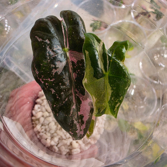 Alocasia Pink Nobillis – Exact Plant (5) - See Description