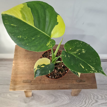 Monstera Deliciosa Aurea – 12cm Pot (#4)