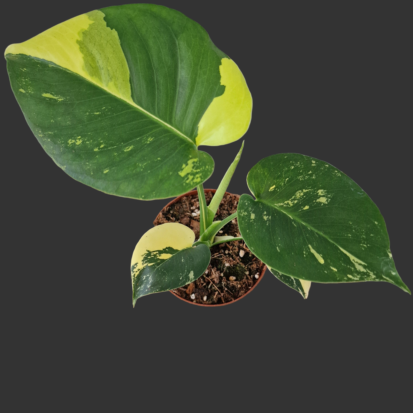 Monstera Deliciosa Aurea – 12cm Pot (#4)