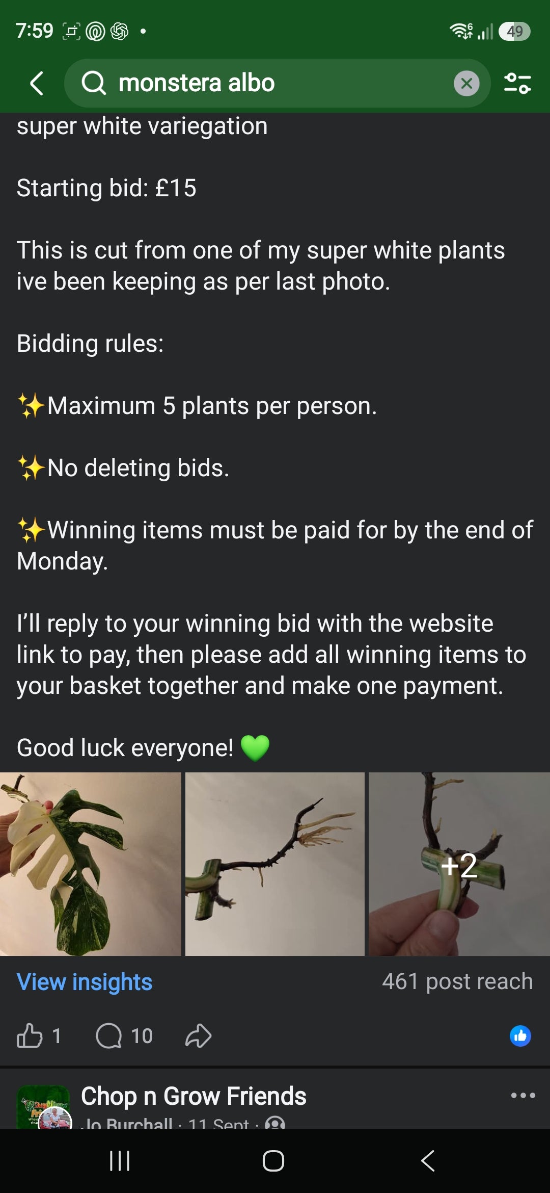 Sunday CnG Sale - Gemma A Monstera Albo