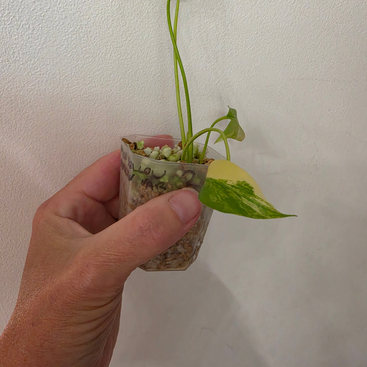 Monstera Yellow Marilyn Variegated – Exact Plant #2