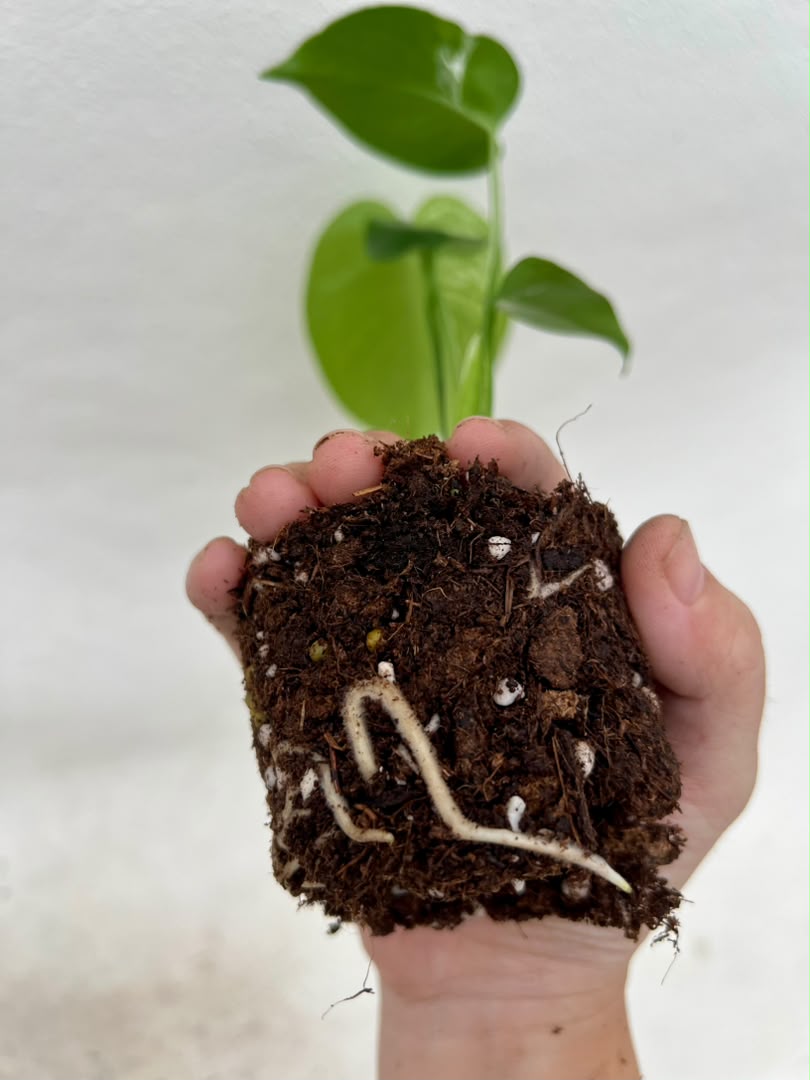 Pre-Order Monstera Devil – Fresh UK Arrival (10cm Pot)