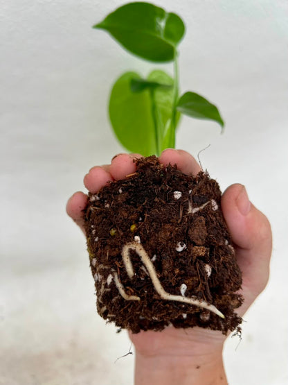 Pre-Order Monstera Devil – Fresh UK Arrival (10cm Pot)