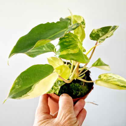 Philodendron Burle Marx Variegata Houseplant 10.5cm pot (2)