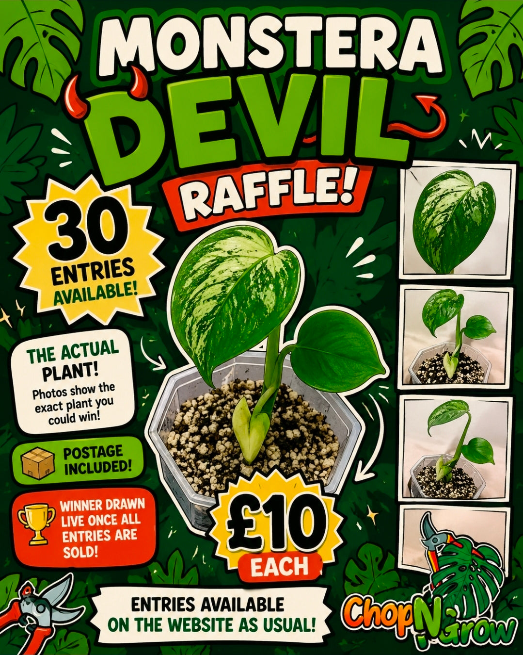 Monstera Devil see description