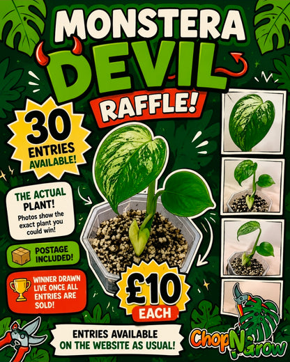 Monstera Devil see description